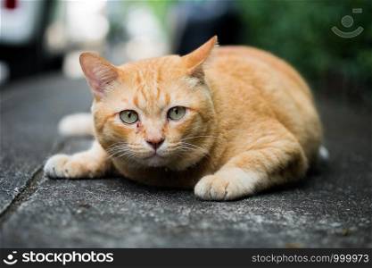 A brown cute cat lying down and rest on the floor, selective focus.
