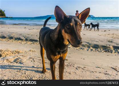 A brown dog playing at the beach. A brown dog is playing at the beach