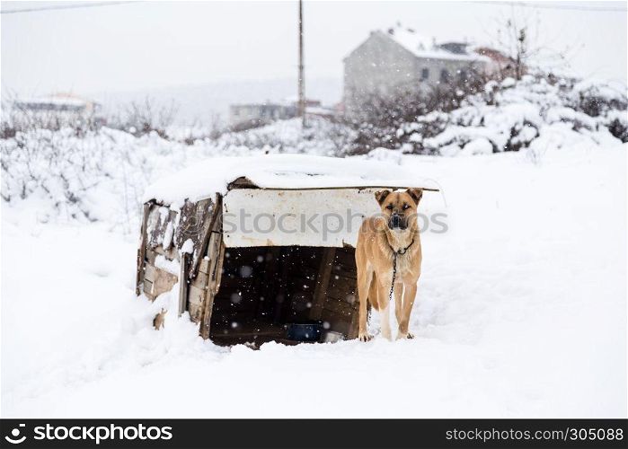 A brown dog with its doghouse on a snowy day in winter.. dog with its doghouse on a snowy day