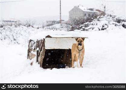 A brown dog with its doghouse on a snowy day in winter.. dog with its doghouse on a snowy day