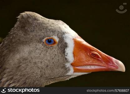 a brown duck whit blue eye in buenos aires argentina
