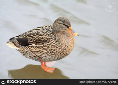 A brown female duck on ice