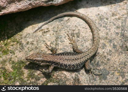 a brown fence lizard (Lacerta agilis), while sunbathing