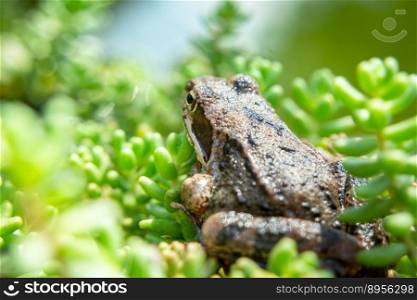 A brown frog is sitting in green plants, summer view