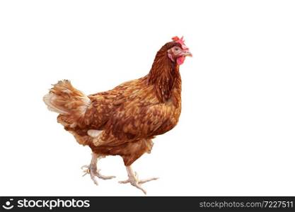 A brown hen isolated on white background.