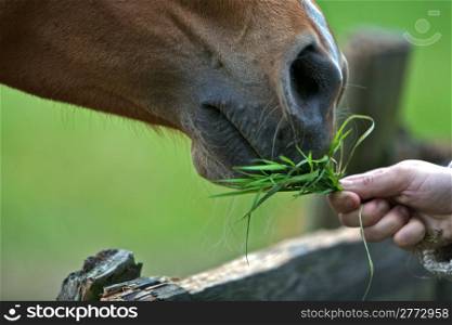 A Brown Horse Eating Grass. Brown horse eating grass from girls hand