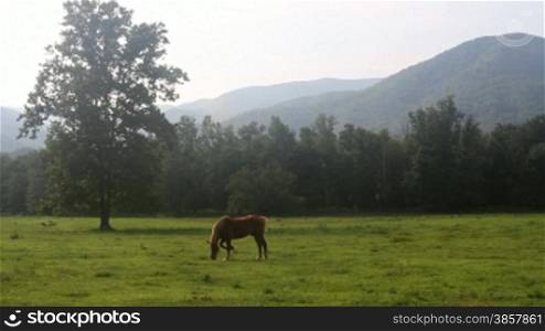 A brown horse grazes in a large green field in a scenic valley surrounded by hills at Cades Cove in the Smokey Mountains