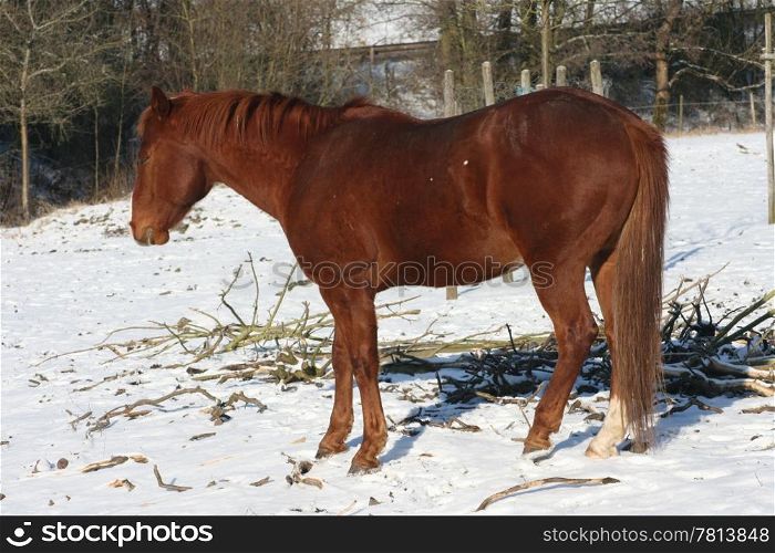 A brown horse in the snow