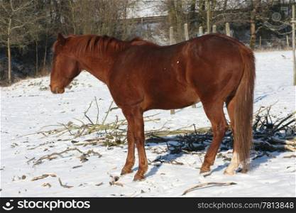 A brown horse in the snow