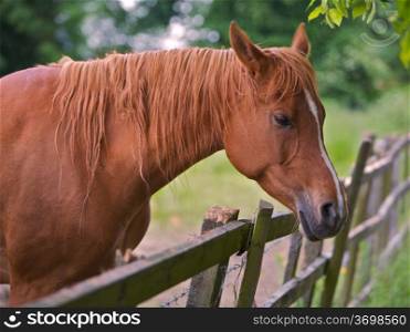 A Brown Horse Looking Over a Fence. A brown horse looking over a wooden fence