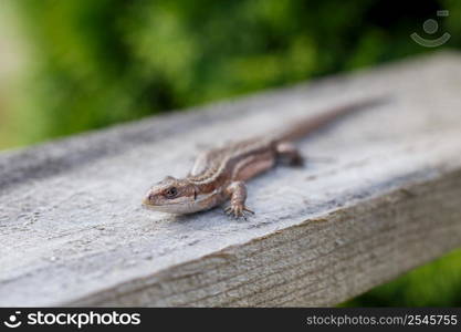 a brown lizard on a wooden board in summer garden on a green grass background. a brown lizard on a wooden board in a summer garden on a green grass background