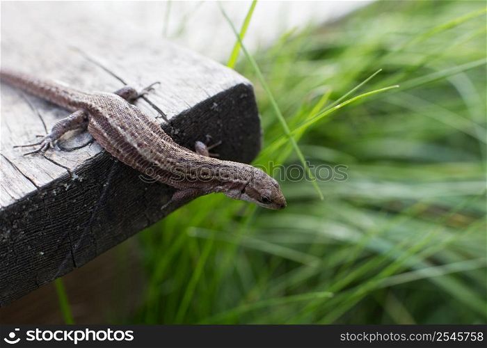 a brown lizard on a wooden board in summer garden on a green grass background. a brown lizard on a wooden board in a summer garden on a green grass background