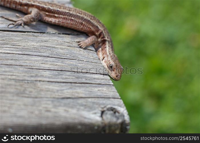 a brown lizard on a wooden board in summer garden on a green grass background. a brown lizard on a wooden board in a summer garden on a green grass background