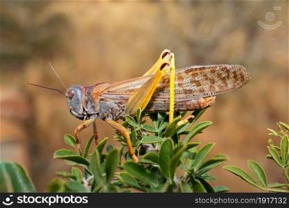 A brown locusts (Locustana pardalina) sitting on a branch, South Africa