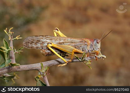 A brown locusts (Locustana pardalina) sitting on a branch, South Africa
