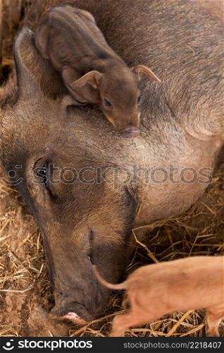 A brown sow lay on the ground suckling her piglets on an open farm. Top view. Close-up.
