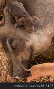 A brown sow lay on the ground suckling her piglets on an open farm. Top view. Close-up.