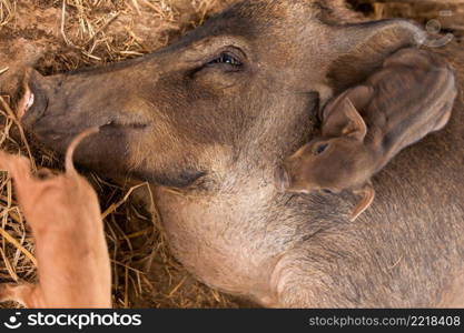 A brown sow lay on the ground suckling her piglets on an open farm. Top view. Close-up.