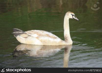 A brown swan and its own reflection