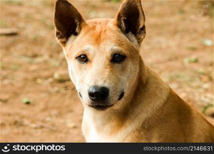 A brown Thai dog is looking at something interesting with a pure face.