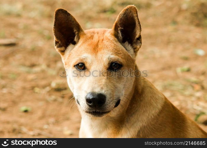 A brown Thai dog is looking at something interesting with a pure face.