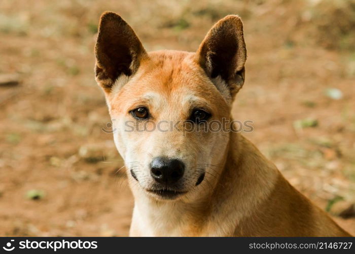 A brown Thai dog is looking at something interesting with a pure face.