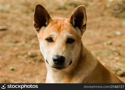 A brown Thai dog is looking at something interesting with a pure face.