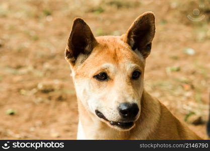 A brown Thai dog is looking at something interesting with a pure face.