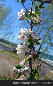 A brunch of very beautiful wild cherry blossoms in a park in the springwith the lake Ontario in the background.