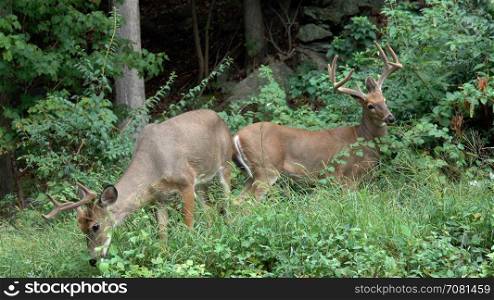 A buck asserts dominance over a younger male