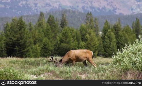 A buck grazing in Tuolumne Meadows in Yosemite National Park