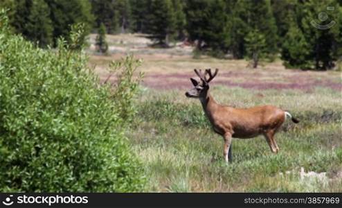 A buck spots other deer across Tuolumne Meadows in Yosemite National Park and stomps his hooves