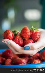 A bucket of ripe delicious strawberries, and woman hand hold berry. Ripe delicious strawberries