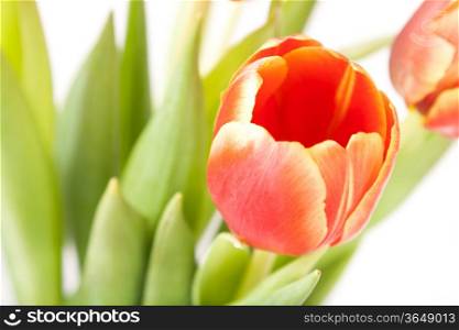 a bud of red and yellow tulips in bouquet