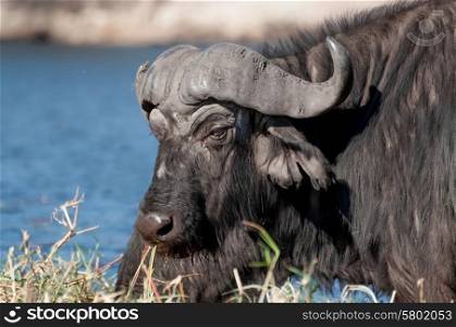 A buffalo on Sidudu island inside the Chobe river lifts its&rsquo; head and looks while another right behind it continues grazing on the long green grass by the water.