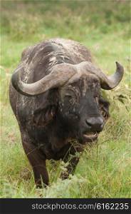 A buffalo stands alone, grazing on the logn green grass while facing the viewer