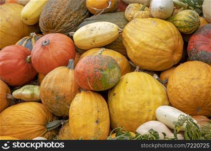 A bunch assorted gourds, zucchini, pumpkin and winter squash