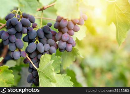 A bunch of blue grapes on a branch. Bright sun. Natural background. A bunch of blue grapes on a branch
