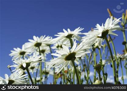 A bunch of daisies show from a low angle
