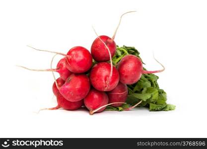 A bunch of fresh radishes on white with soft shadow.