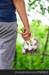 A bunch of garlic in the women farmer. The concept of environmentally friendly product, healthy nutrition, harvest.. A bunch of garlic in the hands of a woman farmer