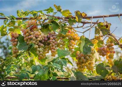 A bunch of grapes on a vine in the sun. Grape grapes on the vine. Ornic fruit.. Bunch of grapes on a vine in the sunshine . The winegrowers grapes on a vine.