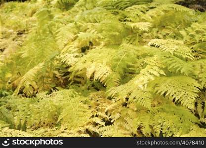 A bunch of green and lush ferns
