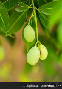 A bunch of green or young marian plums with green leaves. Close-up young tropical fruit on the tree. Food concept