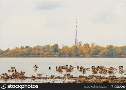 A bunch of mallards resting on the bank of the river Daugava against the background of Riga skyline with colorful red and yellow autumn trees on the opposite shore