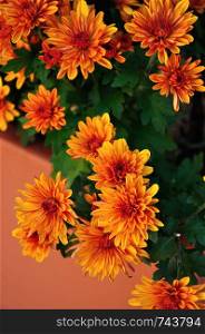 A bunch of orange asters in a garden