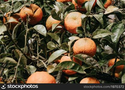 A bunch of oranges during spring in a tree with a colorful tones
