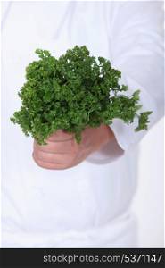 A bunch of parsley