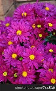 A bunch of pink asters in a garden