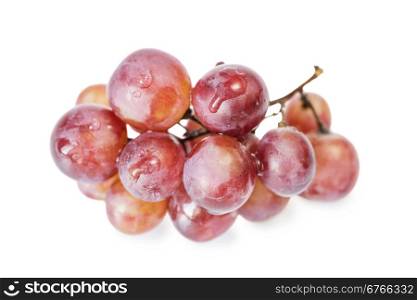 A bunch of red grapes, isolated on a white background, covered with drops of water
